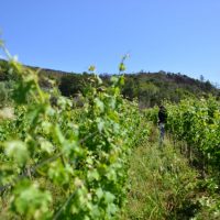 ナパでワイン造りを学ぼう wine what online