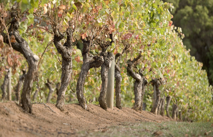 VASSE FELIX